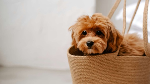 Foto DR/kateryna hliznitso