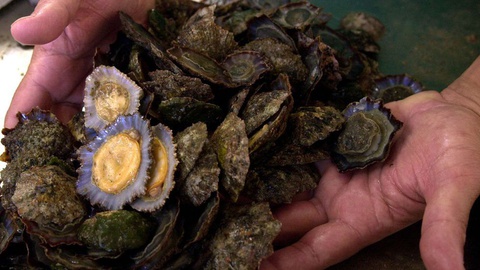 Após 30 de Abril, ainda nada está decidido em relação à retoma, ou não, da apanha da lapa.&nbsp;