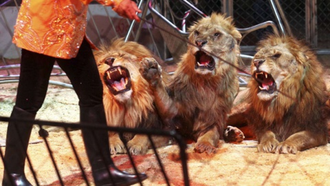 Os leões fizeram parte, durante anos, do imaginário circense dos madeirenses, que no esperavam pelo Natal para poder contactar com estes animais.&nbsp;