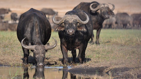 Fotos DR/Gorongosa National Park/Facebook