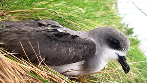 Foto DR/IFCN/Facebook