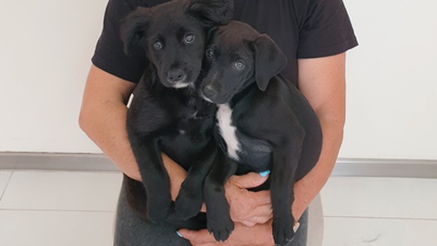 Os dois cães resgatados