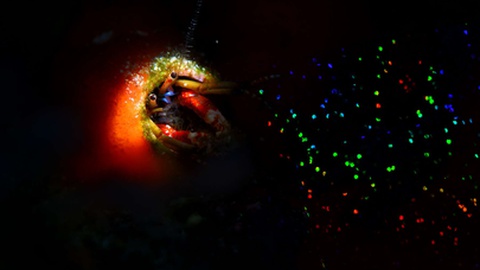 Fotos Madeira Underwater 2025