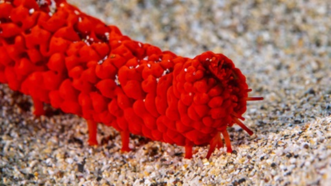 Fotos Pedro Vasconcelos