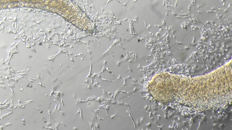 Fotos DR/Facebook/CIIMAR