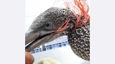 Fotos DR/Centro de Reabilitação de Animais Marinhos