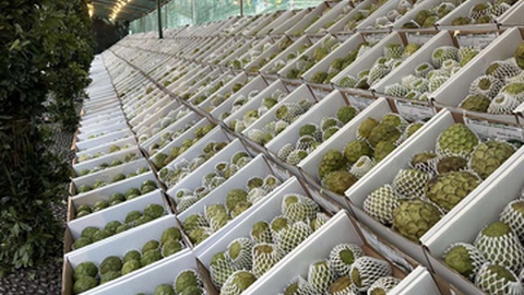 A&nbsp;Anona da Madeira tem Denominação de Origem Protegida