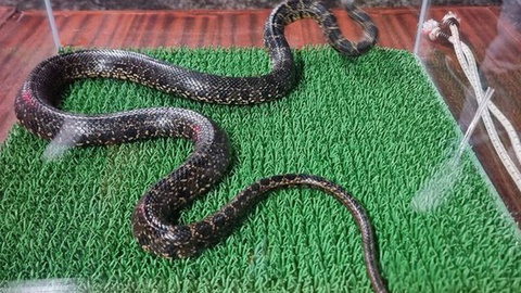 A cobra-de-ferradura recolhida na segunda-feira na Ribeira de São João.