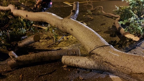 Foto DR/Arquivo/Bombeiros Voluntários Madeirenses