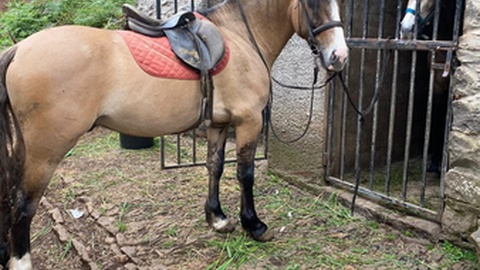 Foto DR/Quinta da Caldeira/Facebook