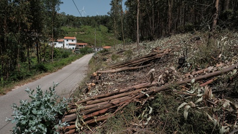 Foto&nbsp;Nuno Brites/Global Imagens