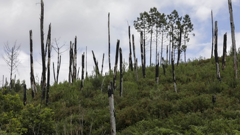 Foto&nbsp;PAULO NOVAIS/LUSA