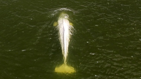 MORREU a BALEIA BELUGA encontrada no RIO SENA 