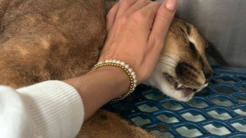 Foto DR/Ajuda a Alimentar Cães