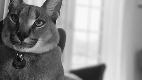 Foto DR/Ajuda a Alimentar Cães/Facebook