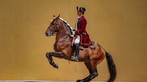 Fotos DR/Escola Portuguesa de Arte Equestre
