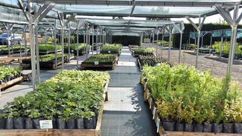 Produção nos viveiros deverá chegar, este ano, às&nbsp;125 mil plantas.&nbsp;