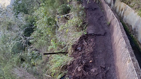 Imagem recolhida a 11 de Março de 2025, na Levada do Furado.