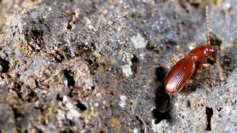 O&nbsp;escaravelho-cavernícola-da-Ilha-Terceira é uma das espécies-alvo.&nbsp;