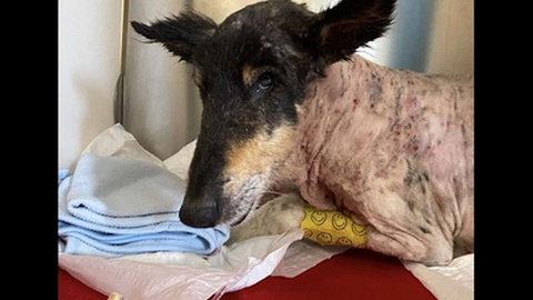 Fotos DR/Ajuda a Alimentar Cães