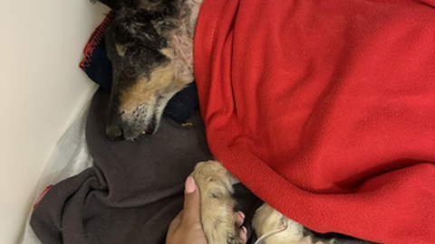 Fotos DR/Ajuda a Alimentar Cães