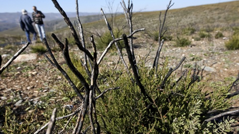 Foto Lisa Soares/Global Imagens