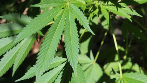 Um dos indivíduos tinha cinco plantas de cannabis em casa