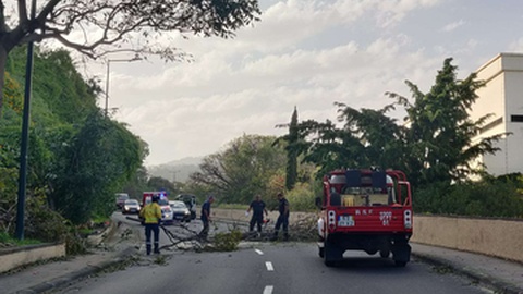 Intervenção dos Sapadores do Funchal na remoção de galhos de árvores que caíram na via pública nas proximidades do Tecnopólo.