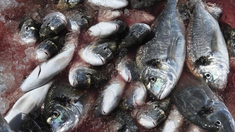 Na Madeira, a produção de aquacultura é sobretudo de dourada.&nbsp;