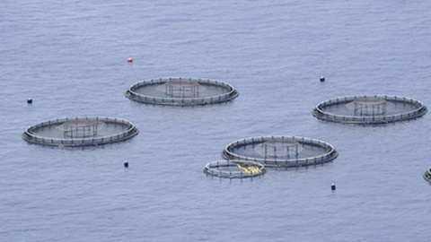 Ao contrário da pesca em alto mar, a aquacultura diminui na produção e no valor.&nbsp; Foto Arquivo/Helder Santos/Aspress