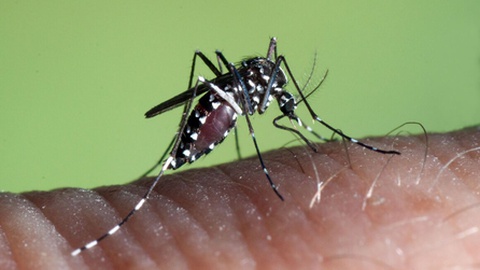 O mosquito 'aedes albopictus' é o vector da doença.&nbsp;