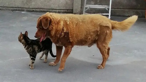 Fotos DR/Guinness World Records