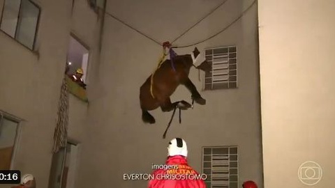 Onze mil animais já foram resgatados com vida.