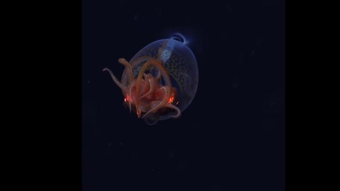 Foto DR/Schmidt Ocean Institut