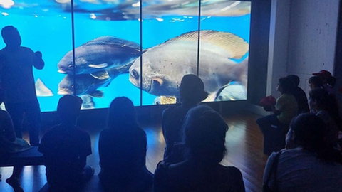 Foto DR/Museu de História Natural do Funchal/Facebook
