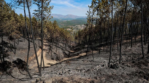 Destruição provocada pelo incêndio que deflagrou na localidade de Silvares, no concelho do Fundão, Castelo Branco