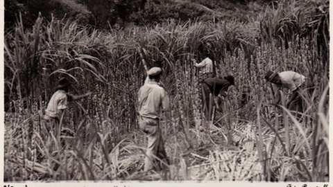 Foto Perestrellos