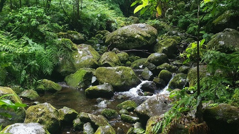 Foto DR/Clube de Ecologia Barbusano