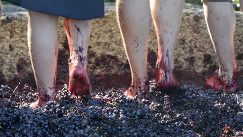 Candidatura envolve tudo o que diga respeito à vivência cultural e social do Vinho Madeira.&nbsp;