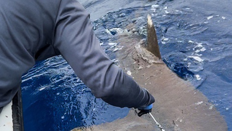 Foto DR/coralina.gov.co