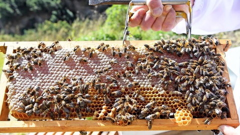 Foto Hélder Santos/ASPRESS