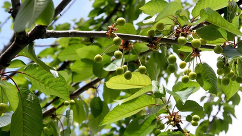 Cerejeiras começam a dar fruto, habitualmente, no final de Maio&nbsp;