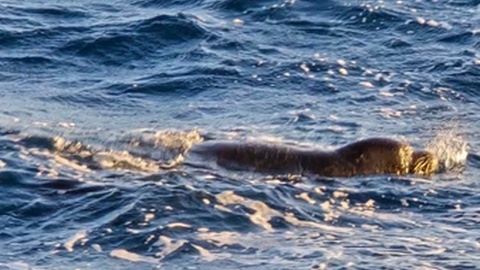 Lobo-marinho junto à Ponta da Oliveira, esta segunda-feira, ao entardecer.