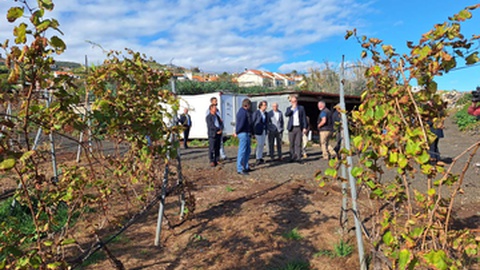 Terreno com dois hectares, junto ao Pico da Atalaia, no Caniço, sustenta a segunda maior exploração de terrantez da Região.&nbsp;