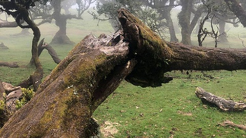 São vários os vídeos que acompanham a denúncia feita pelo 'Movimento Composto'.&nbsp;