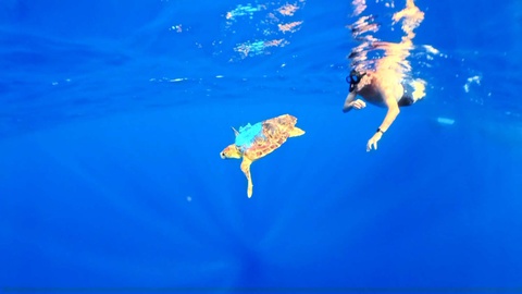 Tartaruga 'Búzio' foi libertada na semana passada nos mares da Madeira após cerca de um ano de tratamentos na Estação de Biologia Marinha do Funchal. Foi colocado um localizador na sua carapaça.&nbsp;