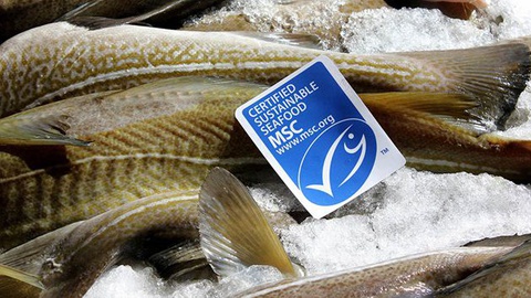 Foto DR/Marine Stewardship Council