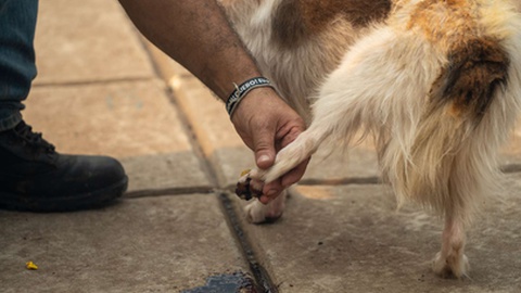 Alguns animais têm sofrido devido às chamas e ao intenso calor.