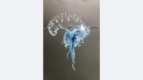 Ilustração de Maria Vaz