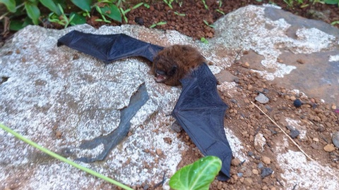 Foto Facebook Ocorrências na Madeira